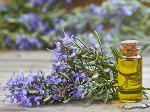 Rosemary Gender: Female