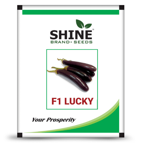 Brinjal - F1-Lucky Seed