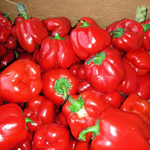 Fresh Red Bell Pepper - Preserved, Nutrient-Rich Source of Vitamins A and C, Pure and Hygienically Packed for Culinary Greatness