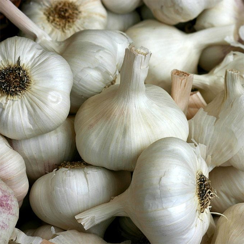Dried Fresh White Garlic