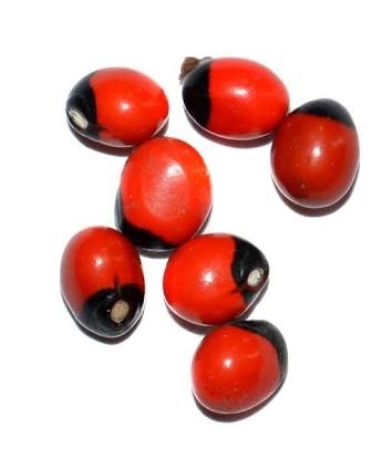 Abrus Precatorius Jequirity Seedgunja