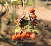 Gloriosa Superba Seeds Ingredients: Cochicine And Colchicoside