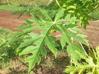 Carica Papaya Leaf Extract Tablet Drug Solutions