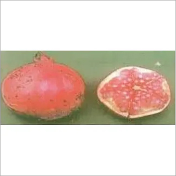 Dholka Pomegranate