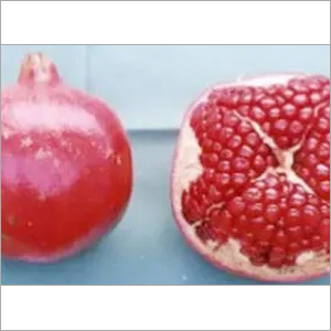 Mridula Pomegranate