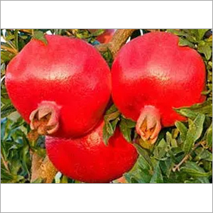 Ruby Pomegranate Ruby Pomegranate
