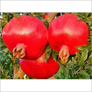 Common Ruby Pomegranate