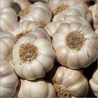 White Big Size Garlic