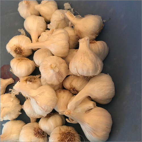 White Fresh Garlic