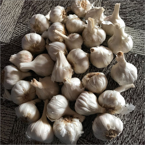 White Fresh Garlic