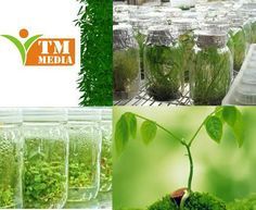 BANANA MICROPROPAGATION MEDIUM