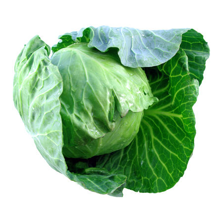 Cabbage