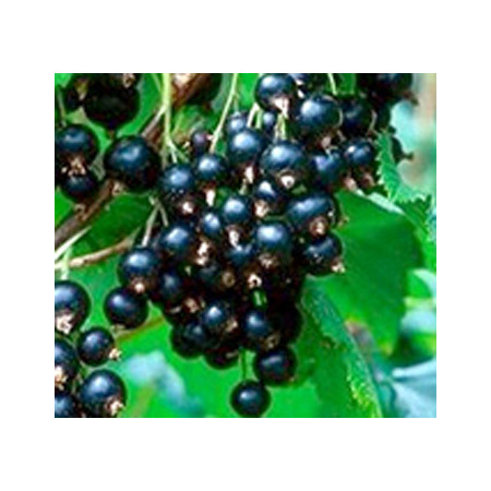 Elderberry