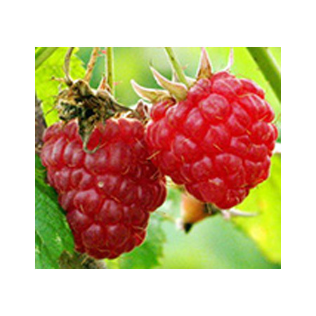 Wine Raspberry