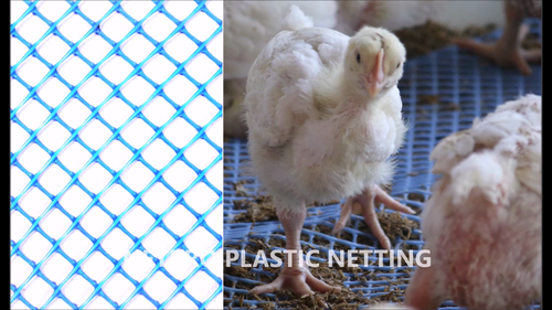 Poultry nets Poultry nets
