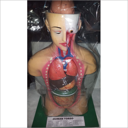 Human Torso Model