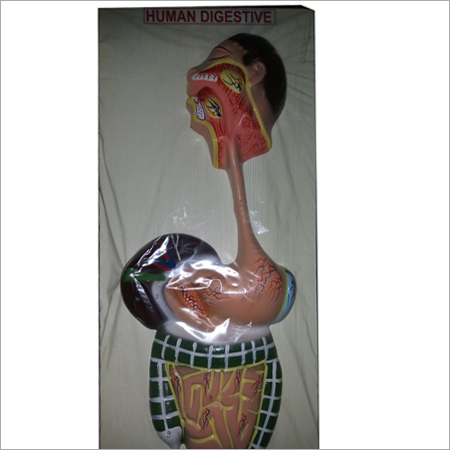 Human Digestive System