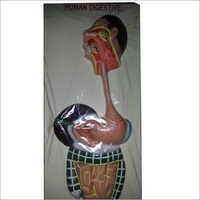 Human Digestive System