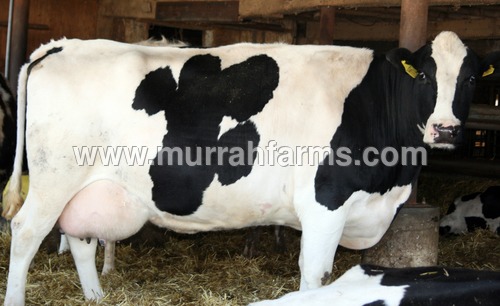 Holstein Friesian Cow