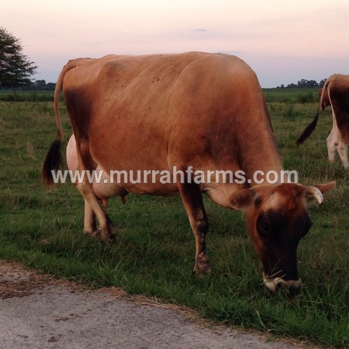 jersey cow