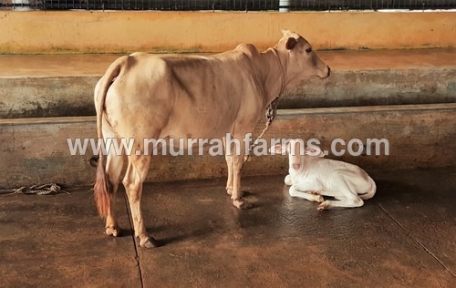 Desi Cow