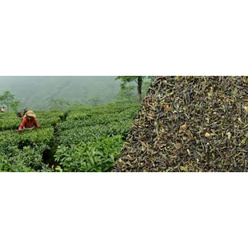 Green Tea