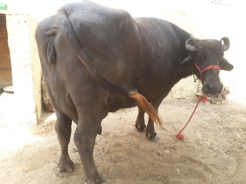Murrah Milking buffalo