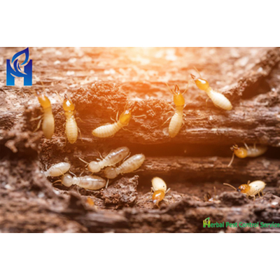 Termite Pest Control Services
