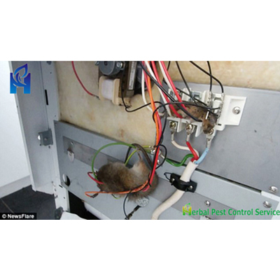 Rat Control Services