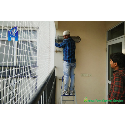 Bird Netting Services