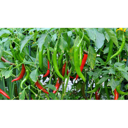 Fresh Red Chilli