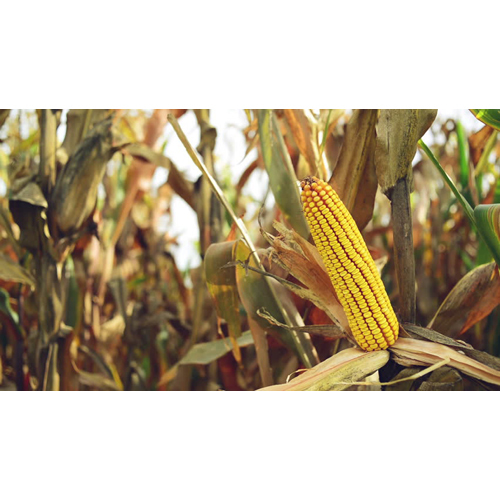 Organic Maize