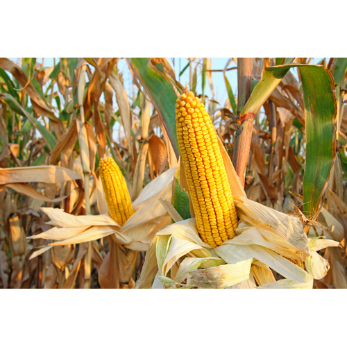 Crushed Maize