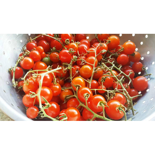 Fresh Tomato