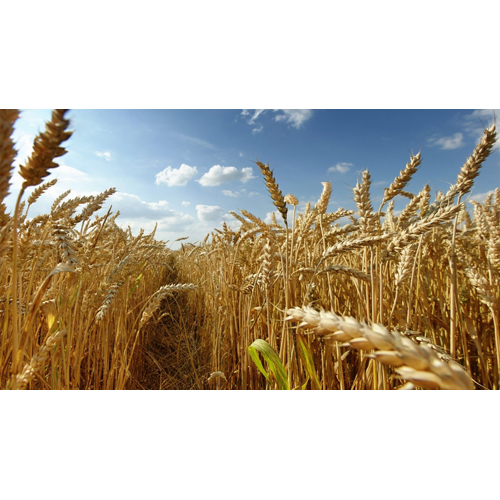 Whole Wheat