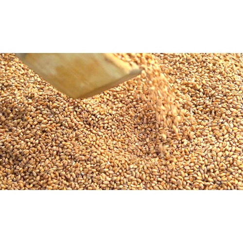 Organic Wheat