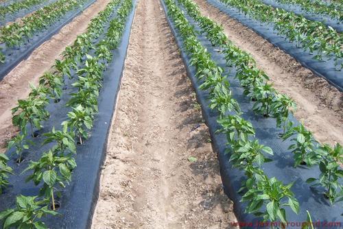 Plastic Mulch Film