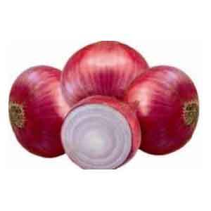 Onion