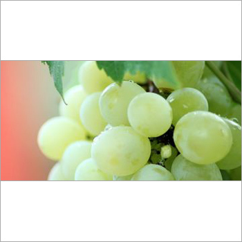 Farm Fresh Grapes
