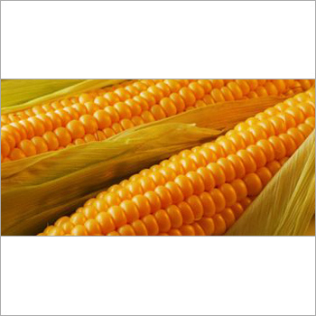 Organic Grains