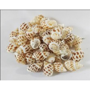 Sea Shell Decorative Solid Surface