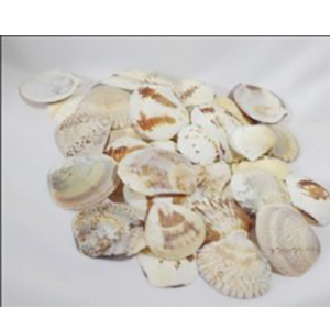 Sea Shell Decorative Half Artificial Marble