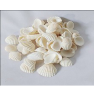 Sea Shell Decorative Half Small Solid Surface