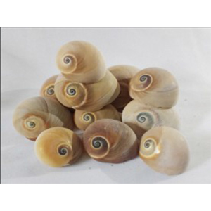 Sea Shell Artificial Marble