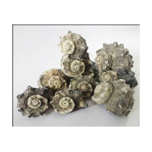 Sea Shell Black Solid Surface