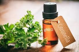 Citronella Oil - 100% Pure Leaves Extract, 500ml Volume | Refreshing Aroma, Aromatherapy Benefits, Natural Antioxidants