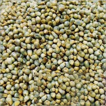 Pearl Millet