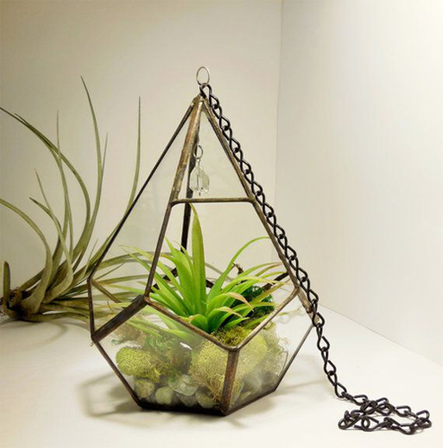 Multiple Designer Plant Terrarium