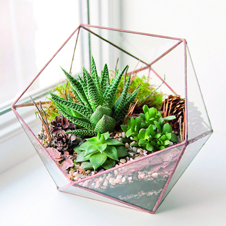 Cheap Plant Terrarium