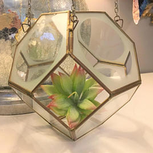 Multiple High Grade Plant Terrarium
